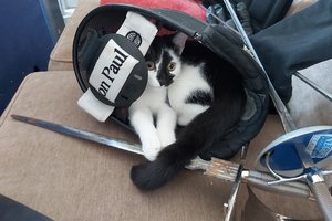 A cat in a mask